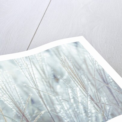 Japanese Silver Grass by Assaf Frank